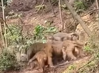 G1718012 Cierra la Ciudad por esta Pelea de Monos (Parte 2)