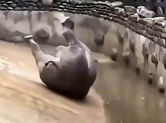 G1718011 Animales con Más Mala Suerte del Reino Animal (Parte 2)