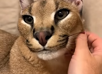 G1718010 Mascotas Que Deberían estar (Parte 2)