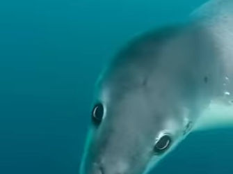 G1718007 Científicos que Murieron Investigando (Parte 2)