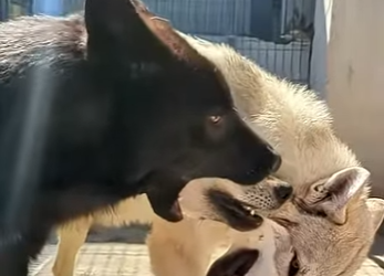 G1920005 Animales que se Volvieron Contra sus Dueños (Parte 2)