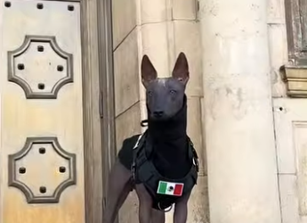 G1920012 Las Razas de Perros Más (Parte 2)