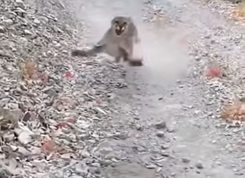 G1920003 Como Sobrevivir Estos (Parte 2)