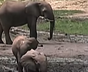 G1920002 Los Comportamientos Más Extraños de los (Parte 2)