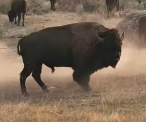 G1920010 Animales Más Grandes de lo que (Parte 2)