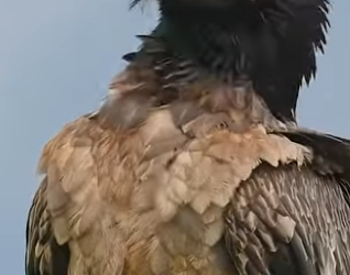 G1920001 Las Aves que Más Alto Vuelan (Parte 2)