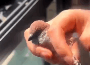 R0102011 Gorriones de rescate (Parte 2)