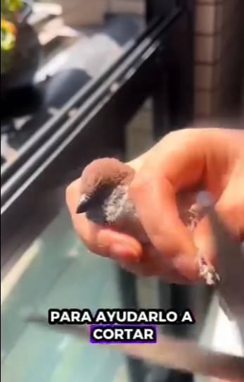 R0102011 Gorriones de rescate (Parte 2)