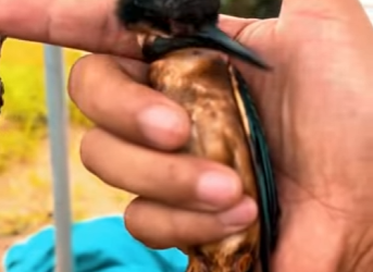 R1819002 Salva al pájaro tonto (Parte 2)