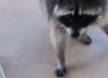 R1819012 Rescatar mapaches (Parte 2)