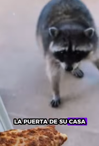 R1819012 Rescatar mapaches (Parte 2)