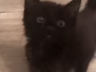 R1819010 Gatito rescatado (Parte 2)