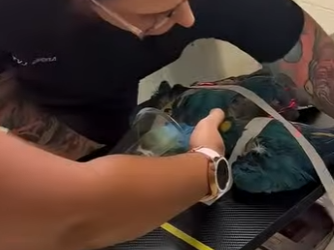 R1819009 Loro de rescate (Parte 2)