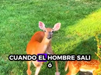 R1819004 Rescatar al ciervo (Parte 2)