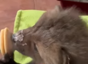 R1819006 Rescata al zorro (Parte 2)