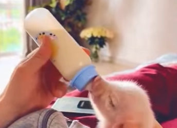 R1819008 Rescatar los lechones (Parte 2)