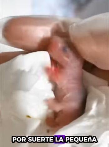 R1819011 Hámster rescatado (Parte 2)