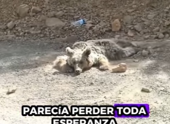 R1819005 Rescatando osos pardos (Parte 2)