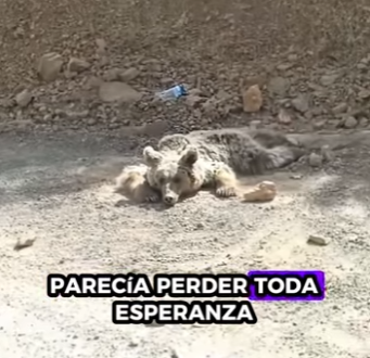 R1819005 Rescatando osos pardos (Parte 2)