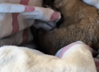 R0102012 Comadreja de rescate (Parte 2)