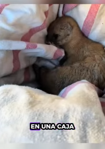 R0102012 Comadreja de rescate (Parte 2)