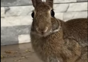 R1819003 Conejos rescatados (Parte 2)