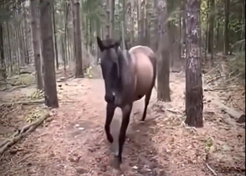 H1819011 este caballo solo quería que lo ayudarán (Parte 2)