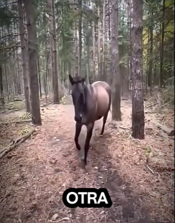 H1819011 este caballo solo quería que lo ayudarán (Parte 2)