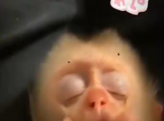 H1819012 un monito que todos queremos tener (Parte 2)