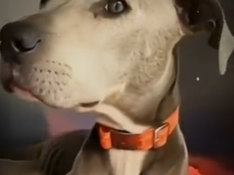 H1819006 Madlock el perro que nunca se rindió (Parte 2)