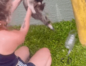 R0102010 Rescatar mapaches (Parte 2)