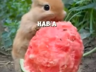 H1819010 Este Conejito Fue Salvado De Un Destino Terrible (Parte 2)