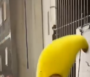 H1819002 cuando te sientas mal mira este (Parte 2)