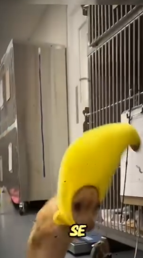 H1819002 cuando te sientas mal mira este (Parte 2)