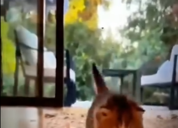 H1819007 aprende más sobre tus gatos (Parte 2)