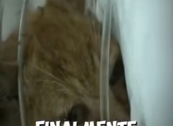 H1819009 lloraba desconsolado pero la ayuda llegó (Parte 2)