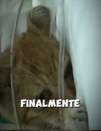 H1819009 lloraba desconsolado pero la ayuda llegó (Parte 2)