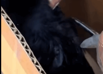 R0102009 Rescatar los cuervos(Parte 2)