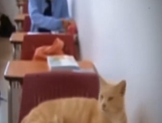 V1819001 este gato vive en una universidad (Parte 2)