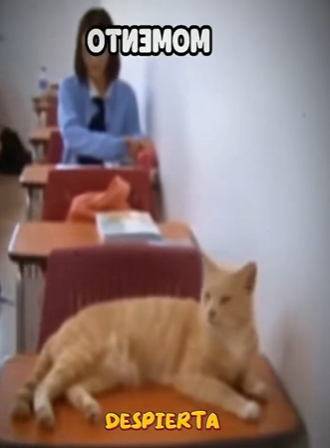 V1819001 este gato vive en una universidad (Parte 2)