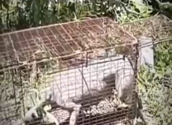 V1819002 buscaba sus cachorritos sin parar (Parte 2)