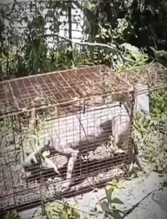 V1819002 buscaba sus cachorritos sin parar (Parte 2)