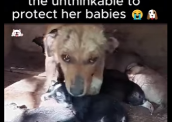 broken mama did unthinkable to protect her babies (Part 2)