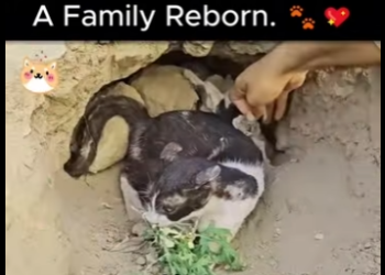 Nest on Ground (Part 2)