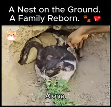 Nest on Ground (Part 2)