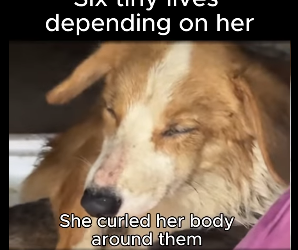 Mom six newborns abandoned in cold (Part 2)