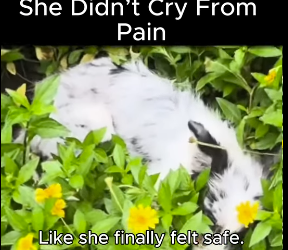 She Been Alone So Long When Saved Her, She Cried (Part 2)