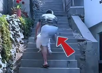 D1718010 Dogo Argentino Frena Justo Tiempo Salva El Momento (Parte 2)