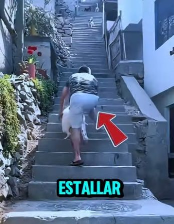 D1718010 Dogo Argentino Frena Justo Tiempo Salva El Momento (Parte 2)