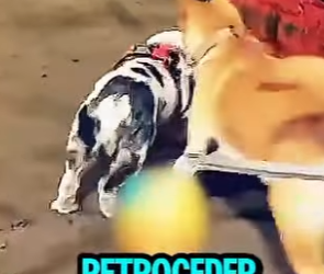 D1718006 El Alfa Detiene Una Pelea En El Último Segundo (Parte 2)